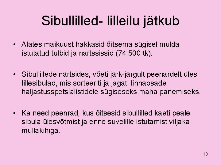 Sibullilled- lilleilu jätkub • Alates maikuust hakkasid õitsema sügisel mulda istutatud tulbid ja nartssissid