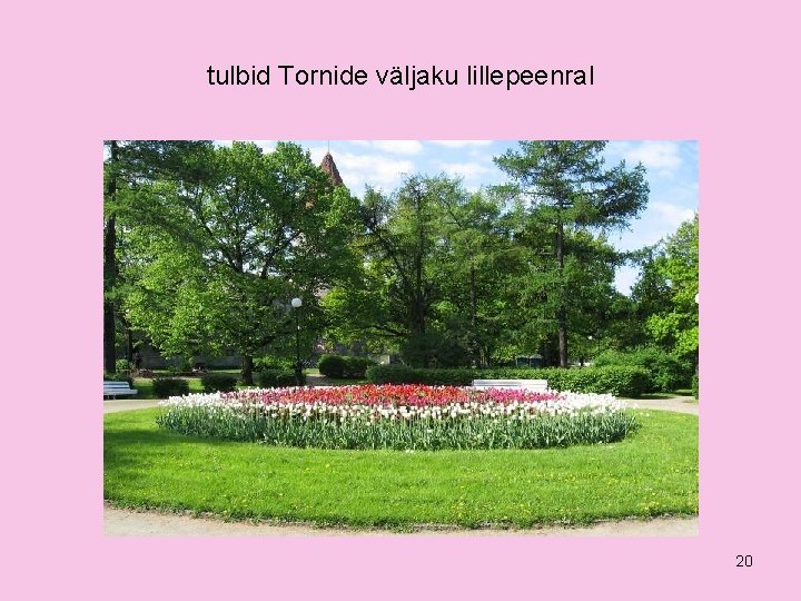 tulbid Tornide väljaku lillepeenral 20 