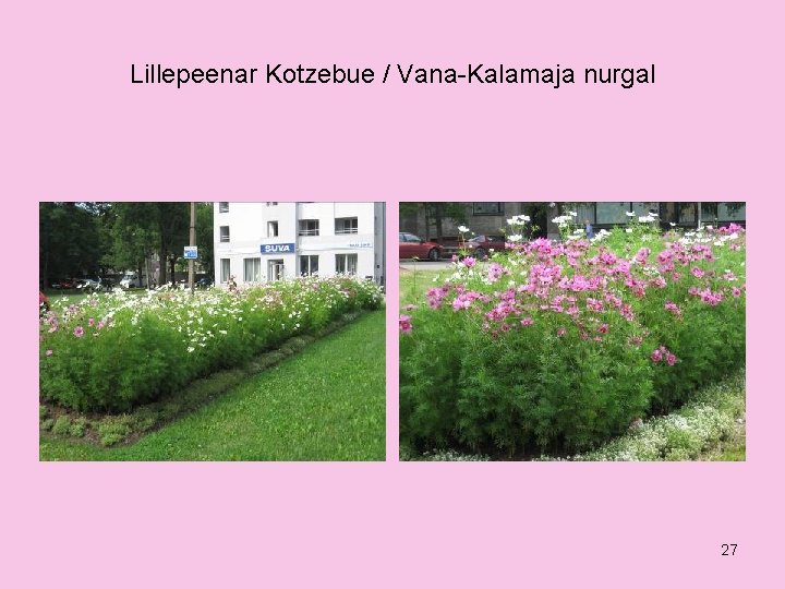 Lillepeenar Kotzebue / Vana-Kalamaja nurgal 27 