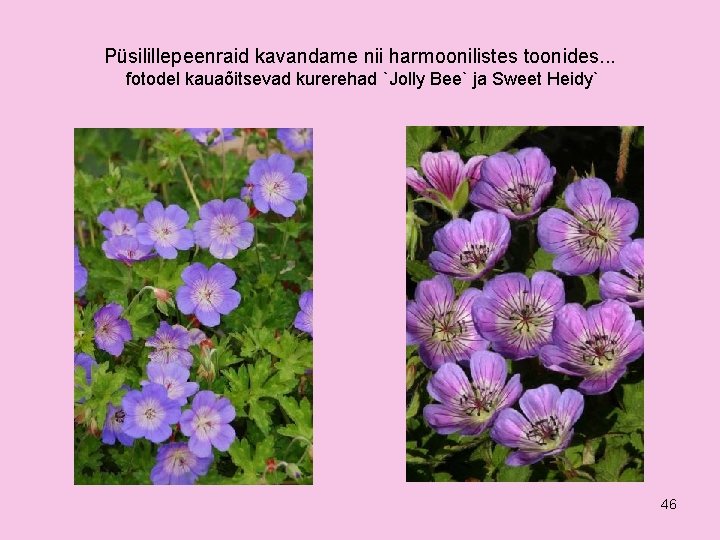 Püsilillepeenraid kavandame nii harmoonilistes toonides. . . fotodel kauaõitsevad kurerehad `Jolly Bee` ja Sweet