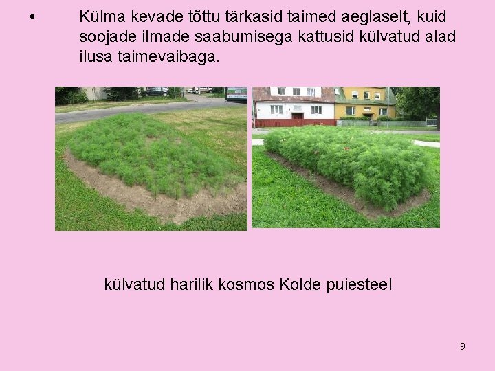  • Külma kevade tõttu tärkasid taimed aeglaselt, kuid soojade ilmade saabumisega kattusid külvatud