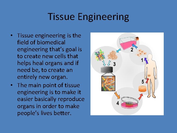 Tissue Engineering • Tissue engineering is the field of biomedical engineering that’s goal is