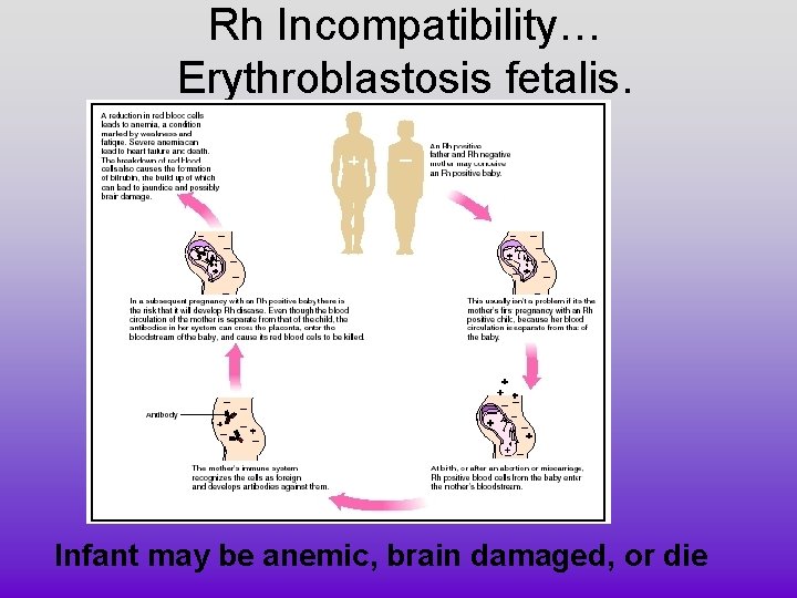 Rh Incompatibility… Erythroblastosis fetalis. Infant may be anemic, brain damaged, or die Rh Incompatibility… Erythroblastosis fetalis. Infant may be anemic, brain damaged, or die