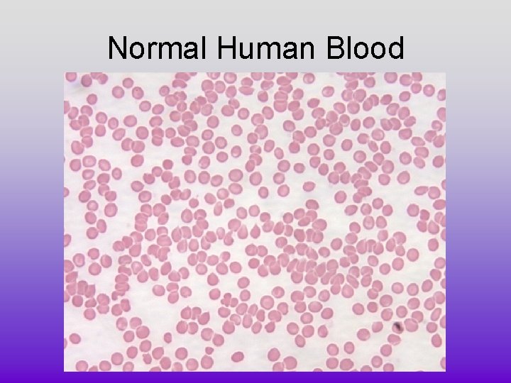 Normal Human Blood 