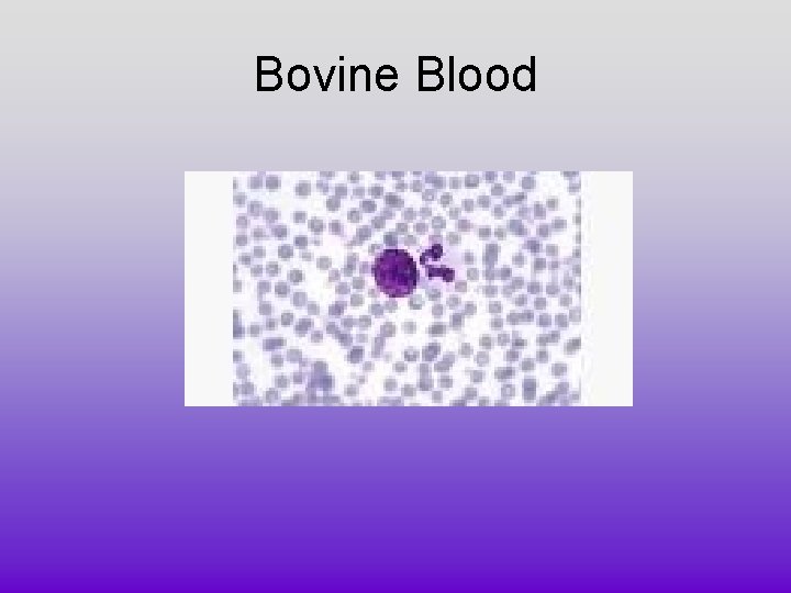 Bovine Blood 