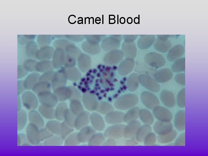 Camel Blood Camel Blood