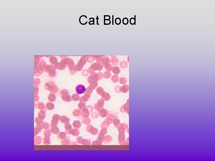 Cat Blood Cat Blood
