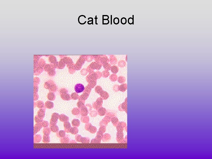 Cat Blood 