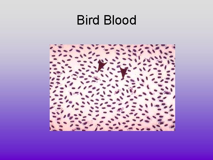 Bird Blood 