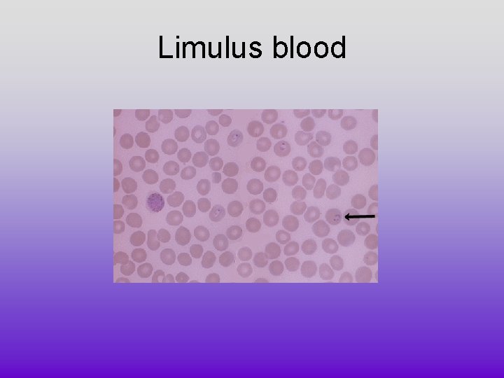 Limulus blood 