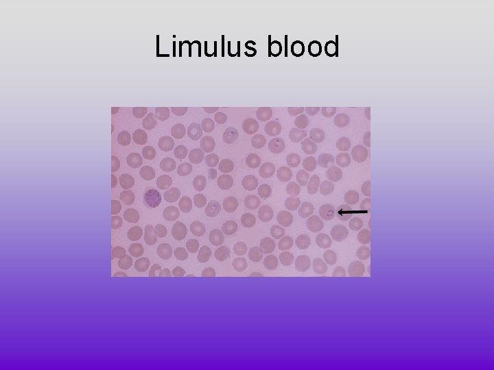 Limulus blood Limulus blood