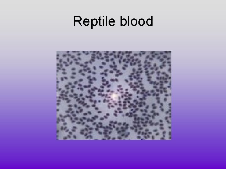 Reptile blood 