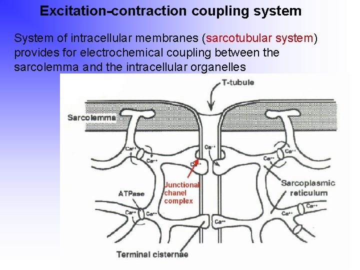 Excitation-contraction coupling system System of intracellular membranes (sarcotubular system) provides for electrochemical coupling between