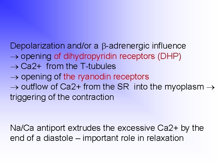 Depolarization and/or a -adrenergic influence opening of dihydropyridin receptors (DHP) Ca 2+ from the