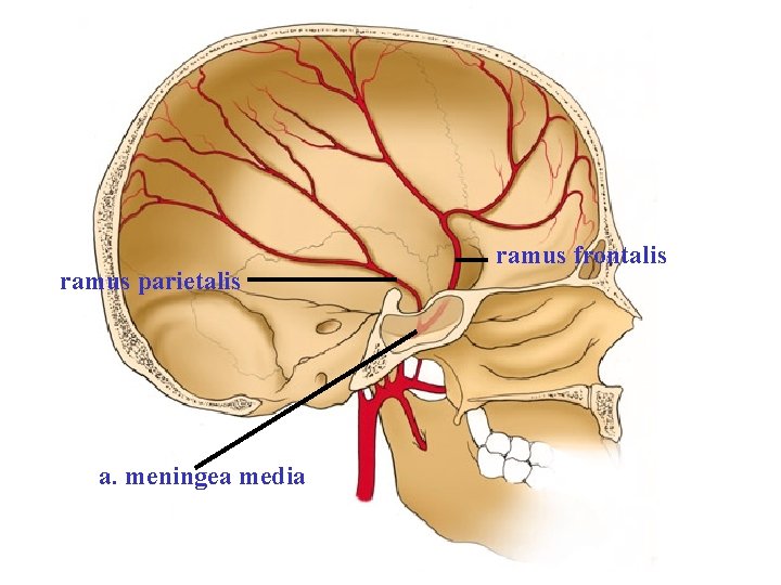 ramus parietalis a. meningea media ramus frontalis ramus parietalis a. meningea media ramus frontalis