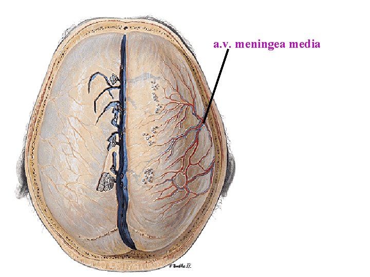 a. v. meningea media a. v. meningea media