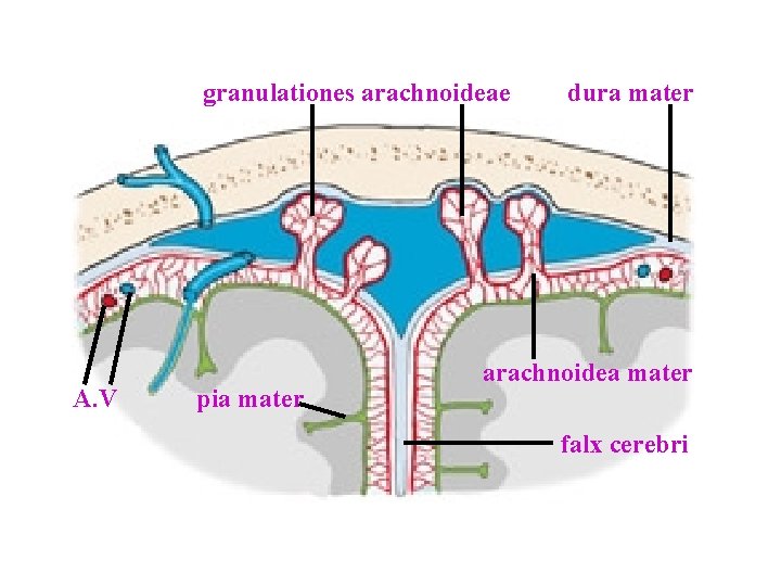 granulationes arachnoideae A. V pia mater dura mater arachnoidea mater falx cerebri granulationes arachnoideae A. V pia mater dura mater arachnoidea mater falx cerebri