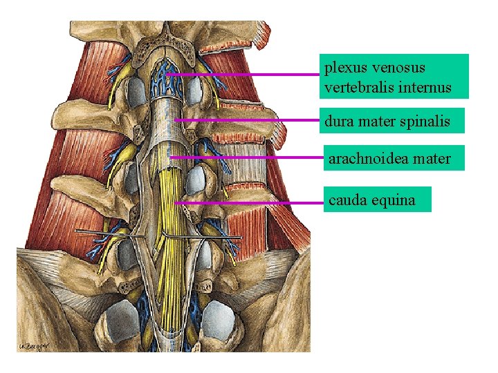 plexus venosus vertebralis internus dura mater spinalis arachnoidea mater cauda equina plexus venosus vertebralis internus dura mater spinalis arachnoidea mater cauda equina