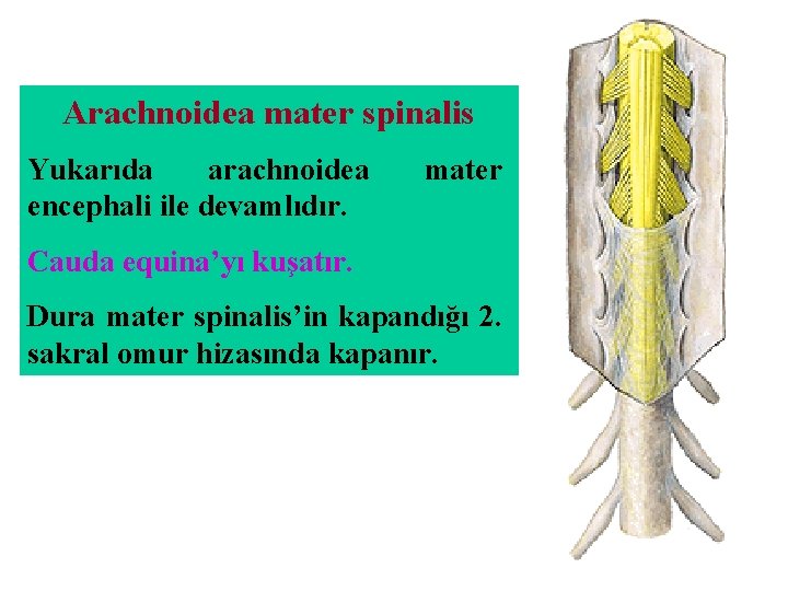 Arachnoidea mater spinalis Yukarıda arachnoidea encephali ile devamlıdır. mater Cauda equina’yı kuşatır. Dura mater Arachnoidea mater spinalis Yukarıda arachnoidea encephali ile devamlıdır. mater Cauda equina’yı kuşatır. Dura mater