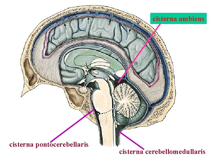 cisterna ambiens cisterna pontocerebellaris cisterna cerebellomedullaris cisterna ambiens cisterna pontocerebellaris cisterna cerebellomedullaris