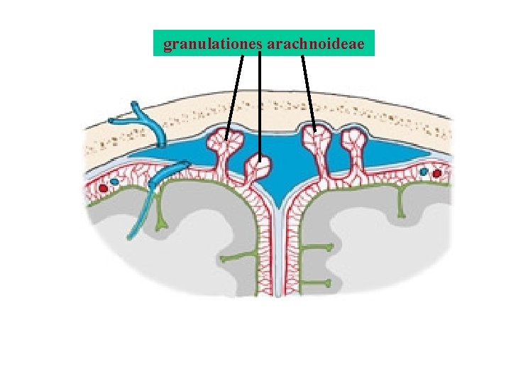 granulationes arachnoideae granulationes arachnoideae