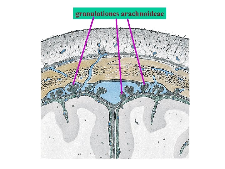 granulationes arachnoideae granulationes arachnoideae