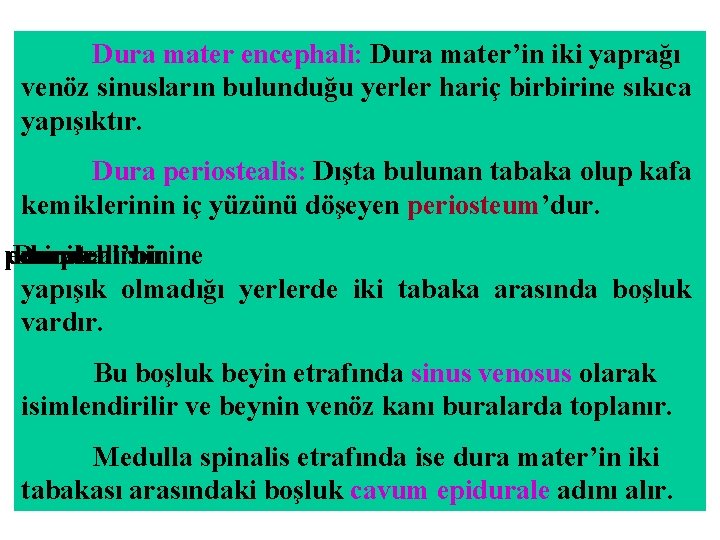 Dura mater encephali: Dura mater’in iki yaprağı venöz sinusların bulunduğu yerler hariç birbirine sıkıca Dura mater encephali: Dura mater’in iki yaprağı venöz sinusların bulunduğu yerler hariç birbirine sıkıca