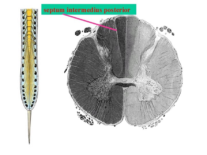 septum intermedius posterior septum intermedius posterior