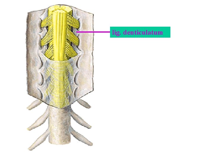 lig. denticulatum lig. denticulatum