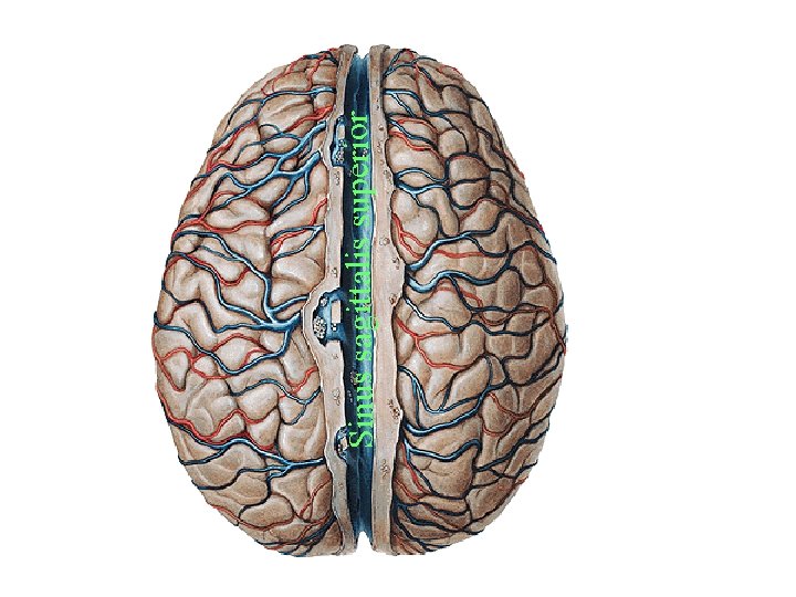 Sinus sagittalis superior Sinus sagittalis superior
