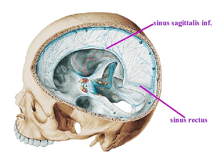 sinus sagittalis inf. sinus rectus sinus sagittalis inf. sinus rectus