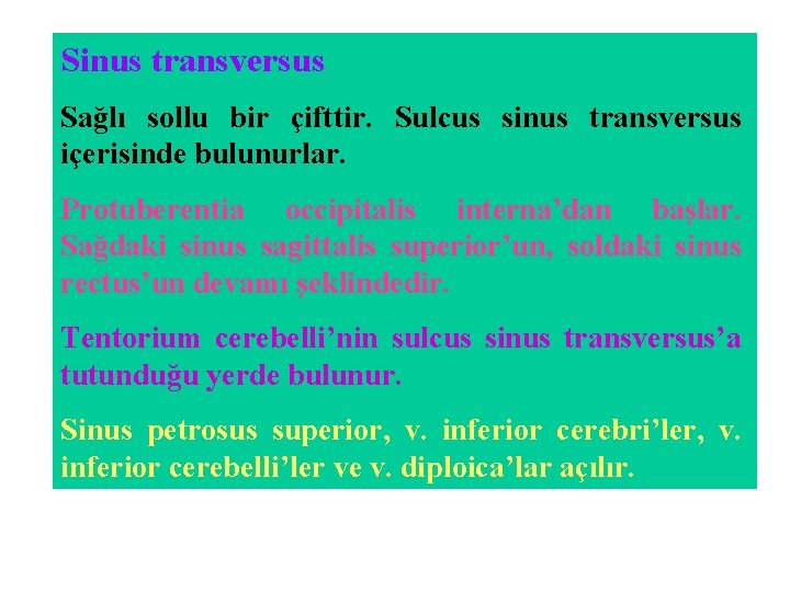 Sinus transversus Sağlı sollu bir çifttir. Sulcus sinus transversus içerisinde bulunurlar. Protuberentia occipitalis interna’dan Sinus transversus Sağlı sollu bir çifttir. Sulcus sinus transversus içerisinde bulunurlar. Protuberentia occipitalis interna’dan