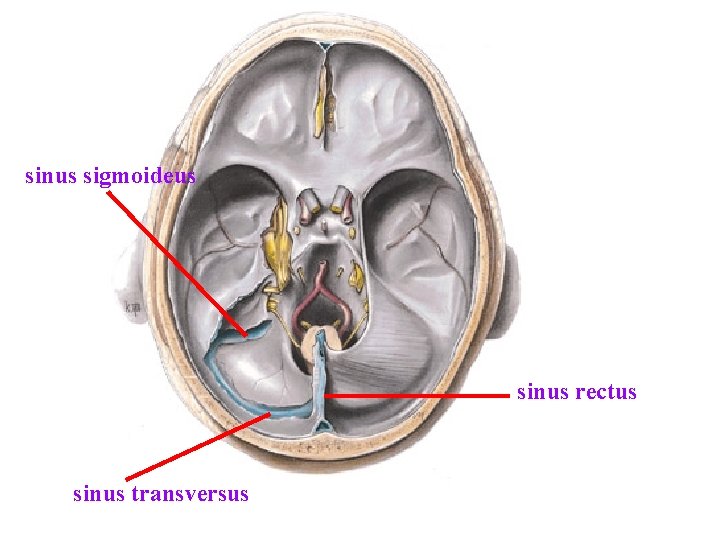 sinus sigmoideus sinus rectus sinus transversus sinus sigmoideus sinus rectus sinus transversus