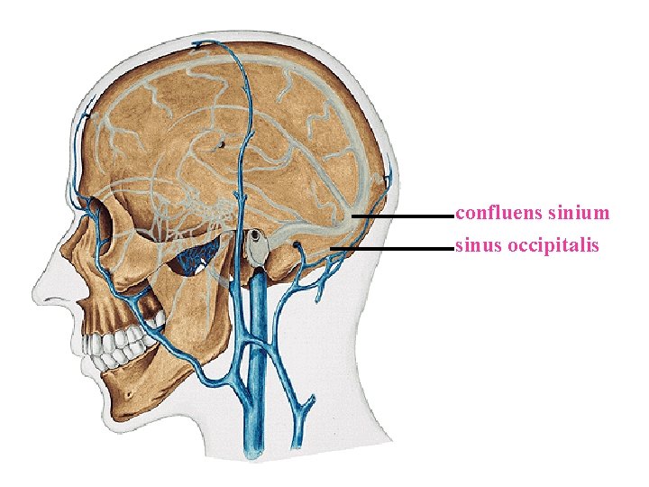 confluens sinium sinus occipitalis confluens sinium sinus occipitalis