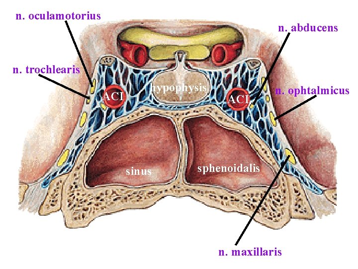 n. oculamotorius n. abducens n. trochlearis ACI hypophysis sinus ACI n. ophtalmicus sphenoidalis n. n. oculamotorius n. abducens n. trochlearis ACI hypophysis sinus ACI n. ophtalmicus sphenoidalis n.