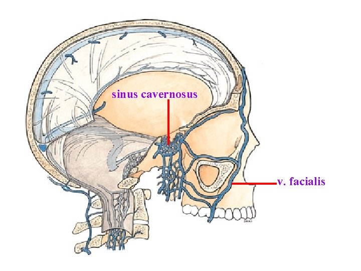 sinus cavernosus v. facialis sinus cavernosus v. facialis