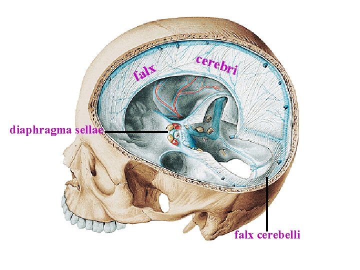 alx f cere bri diaphragma sellae falx cerebelli alx f cere bri diaphragma sellae falx cerebelli