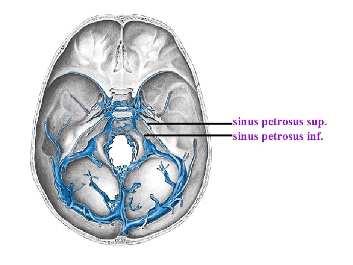 sinus petrosus sup. sinus petrosus inf. sinus petrosus sup. sinus petrosus inf.