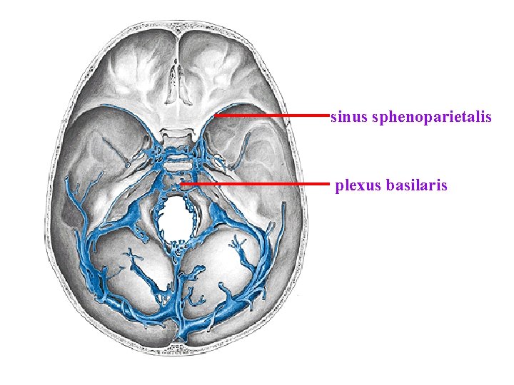 sinus sphenoparietalis plexus basilaris sinus sphenoparietalis plexus basilaris