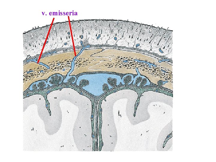 v. emisseria v. emisseria