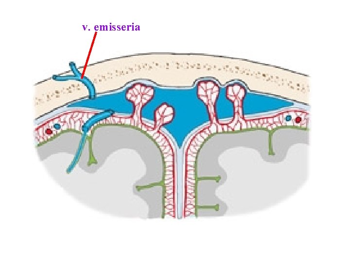 v. emisseria v. emisseria