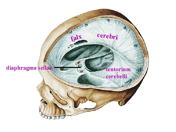 falx diaphragma sellae cerebri tentorium cerebelli falx diaphragma sellae cerebri tentorium cerebelli