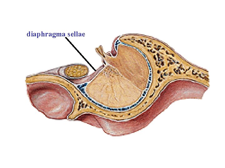 diaphragma sellae diaphragma sellae