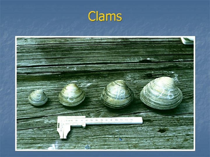 Clams 