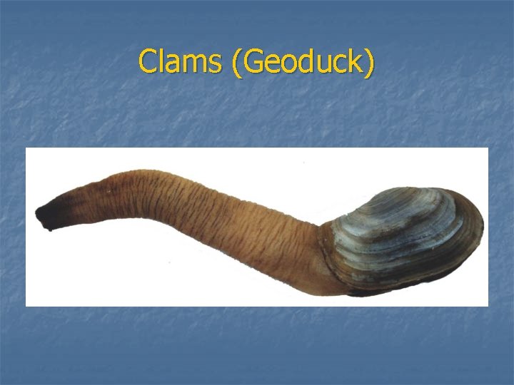 Clams (Geoduck) 