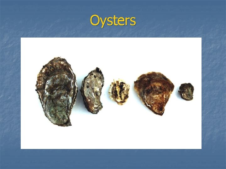 Oysters 