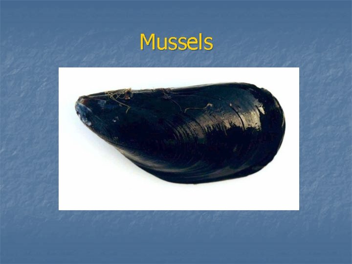 Mussels 
