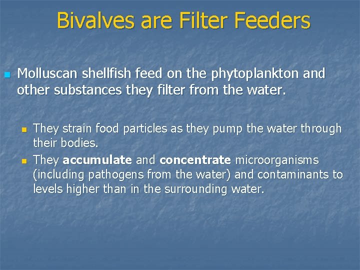 Bivalves are Filter Feeders n Molluscan shellfish feed on the phytoplankton and other substances