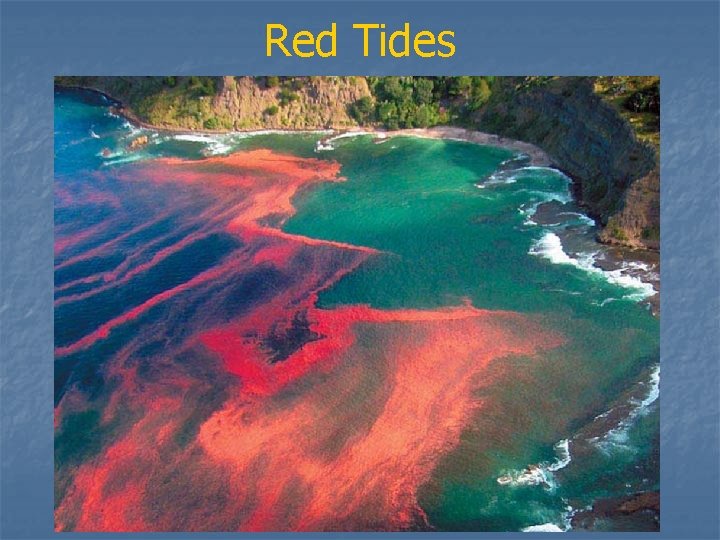 Red Tides 