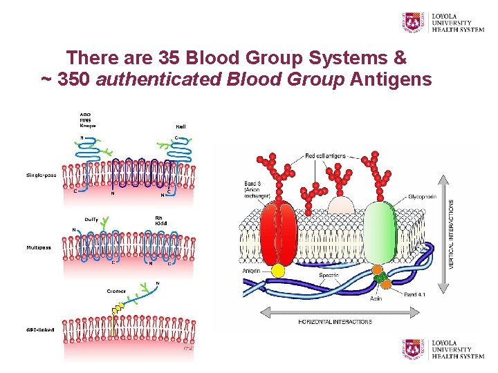 There are 35 Blood Group Systems & ~ 350 authenticated Blood Group Antigens 